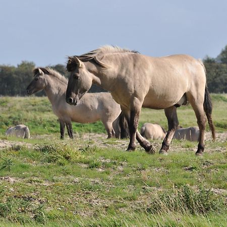 B&B Aquavit Knokke-Heist Zewnętrze zdjęcie